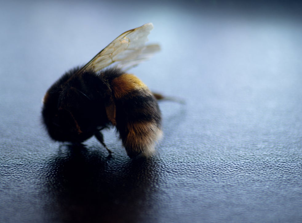 Bumblebees Face Mass Extinction Amid climate Chaos Scientists Warn The Independent The 