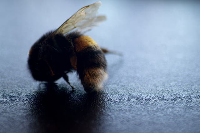 The rapid decline of bumblebees puts our own species at risk