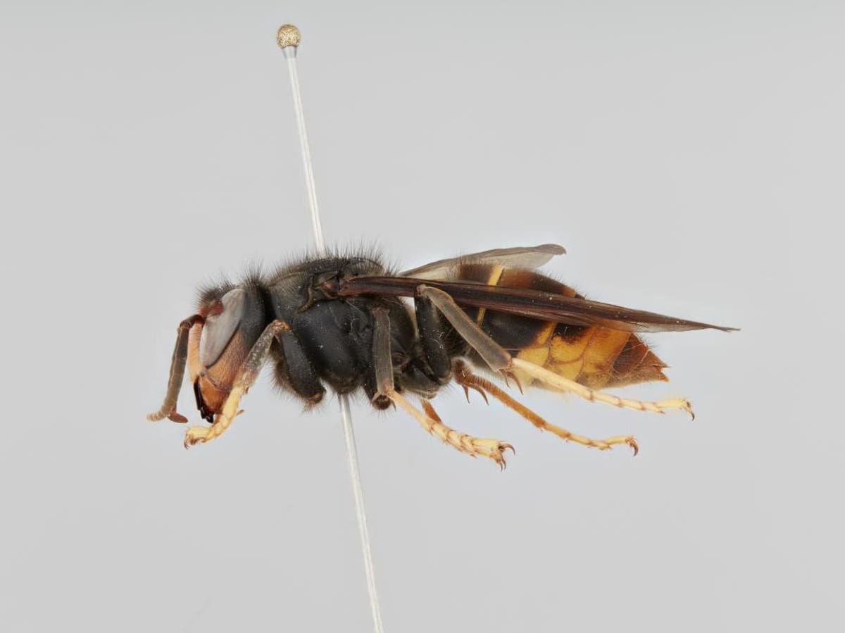 Asian hornet invasion spreads to northern Germany, posing major threat ...