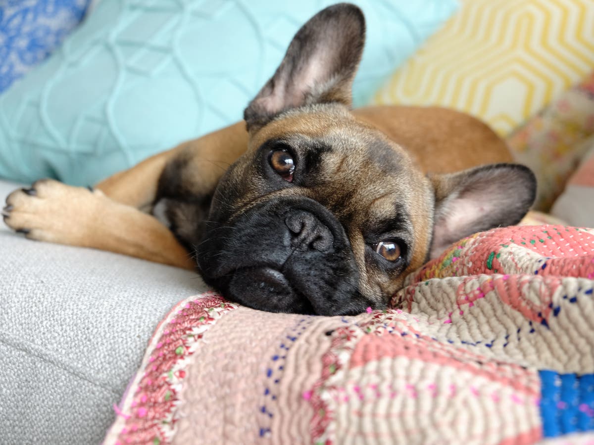 'Concerning' dog fertility clinics on rise in UK amid increase in popularity of flat-faced breeds