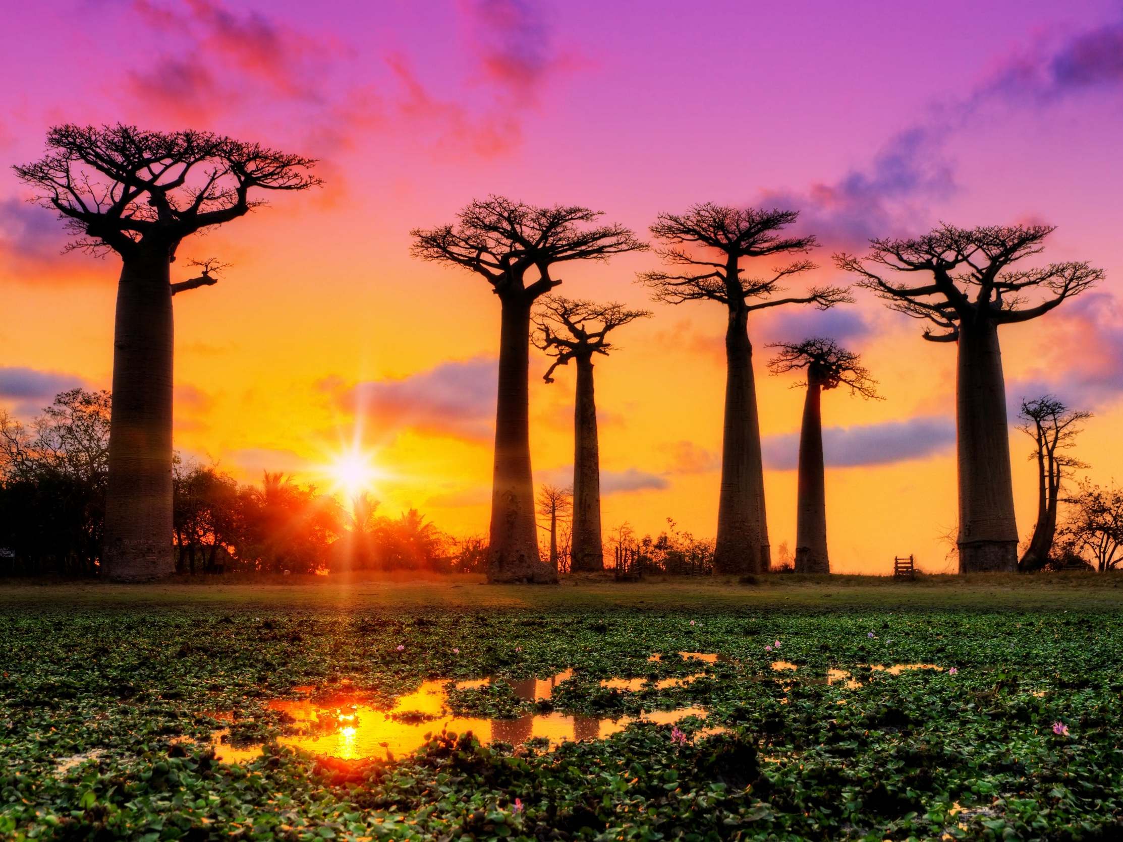 Sunset at the Avenue of the Baobabs in Madagascar – or Mogadishu, according to Marco Polo