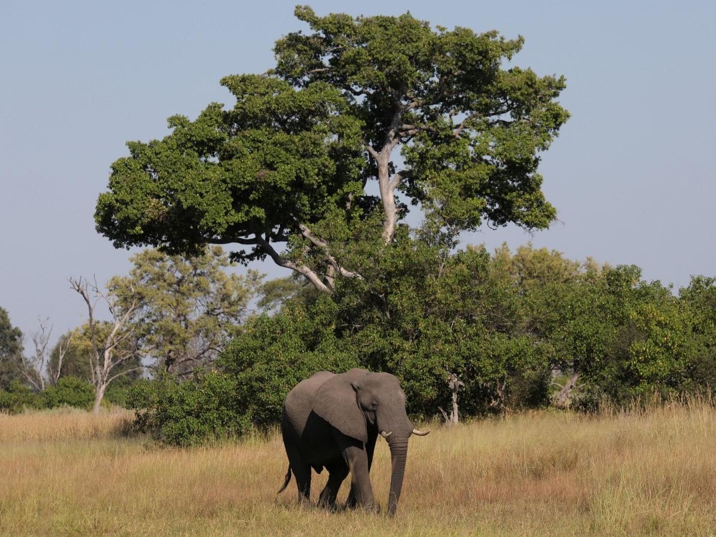 A young bull elephant is seen in the Okavango Delta Botswana 25 April 2018.