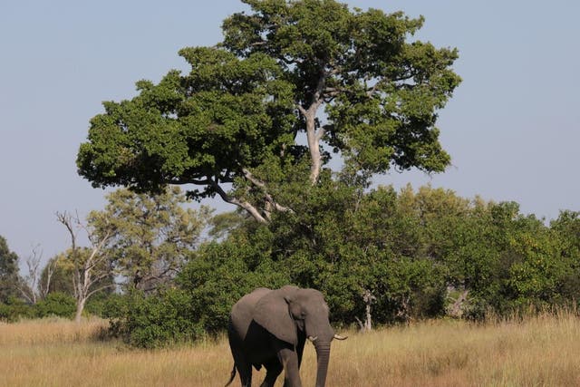 A young bull elephant is seen in the Okavango Delta Botswana 25 April 2018.