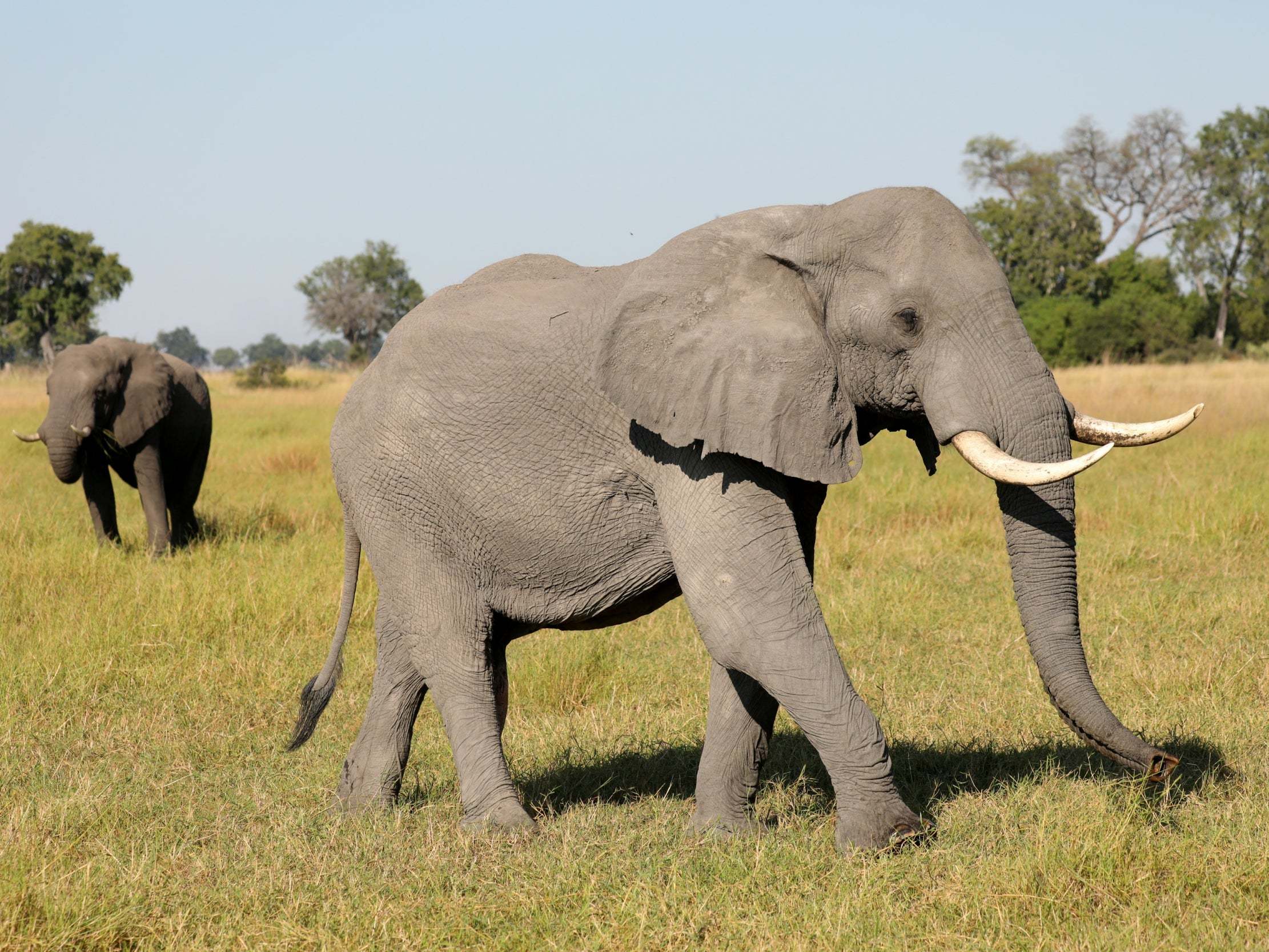 A pair of male elephants is seen in the Okavango Delta, Botswana