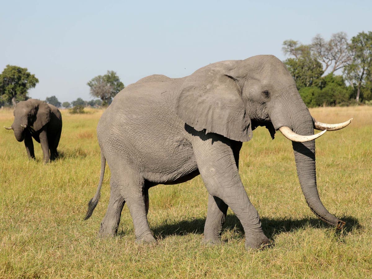 ‘A global conservation disaster’: Fury as Botswana sells 60 elephant ...