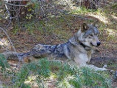 Endangered wolf walks nearly 9,000 miles to find mate but dies alone
