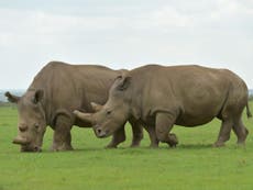 Illegal wildlife traders cash in on coronavirus with rhino horn ‘cure’