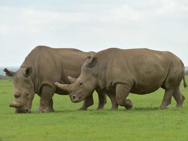 Rhino horn is being used in medicine balls made in North Korea although its use is banned in China