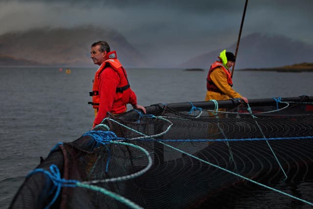 Choppy waters? Workers at a salmon farm in Oban, Scotland