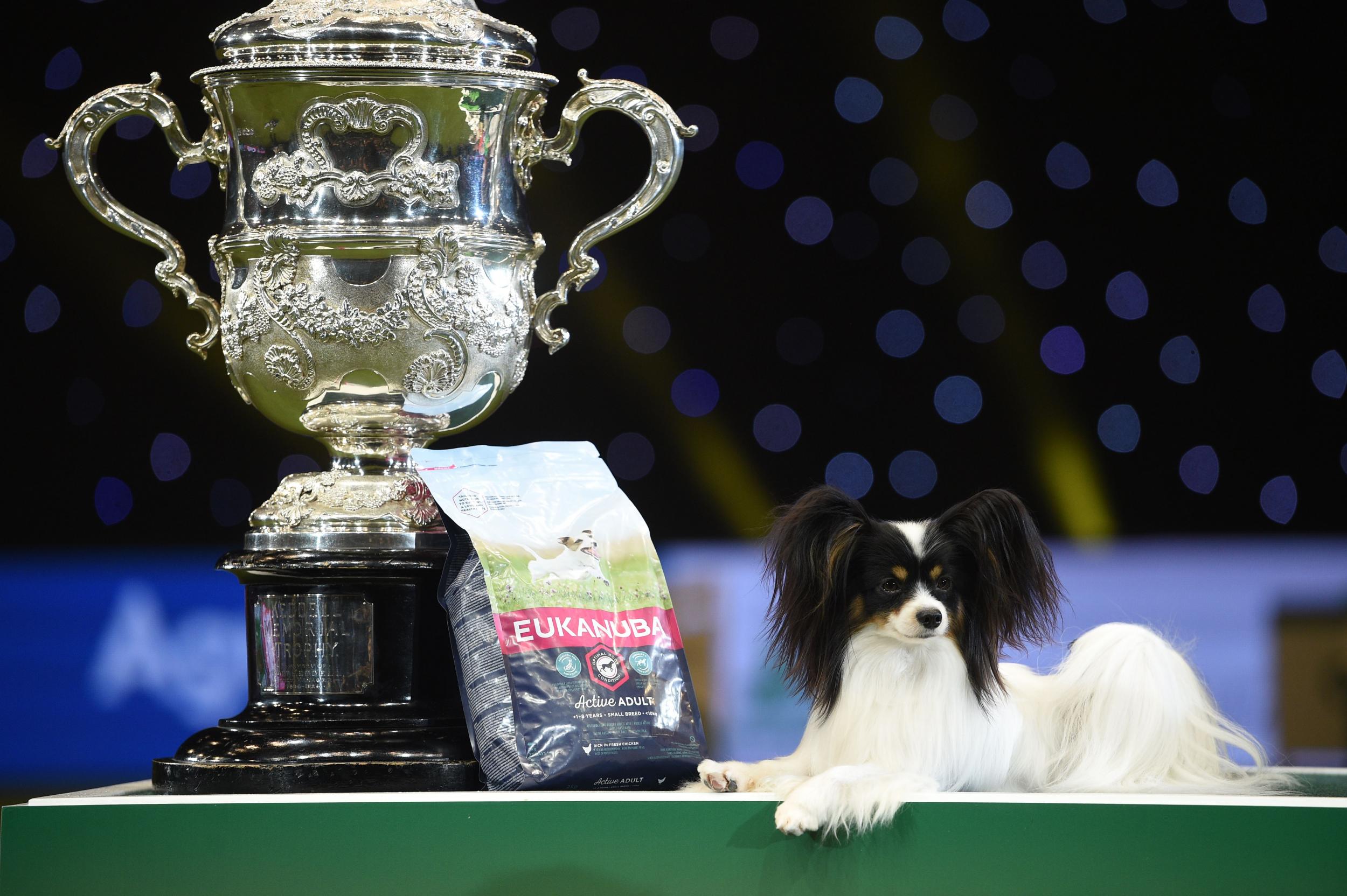 crufts tickets groupon