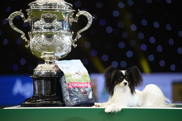 Dylan the Papillon, winner of Best in Show at Crufts in 2019