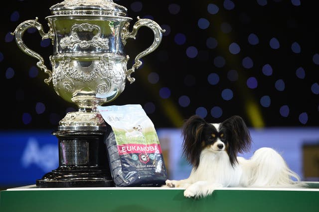 Dylan the Papillon, winner of Best in Show at Crufts in 2019