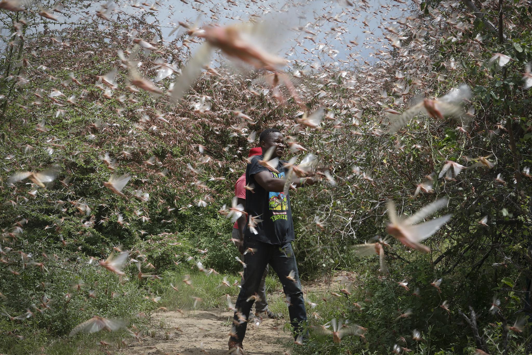 Locust swarms have ravaged crops while flooding has left around half a million people displaced