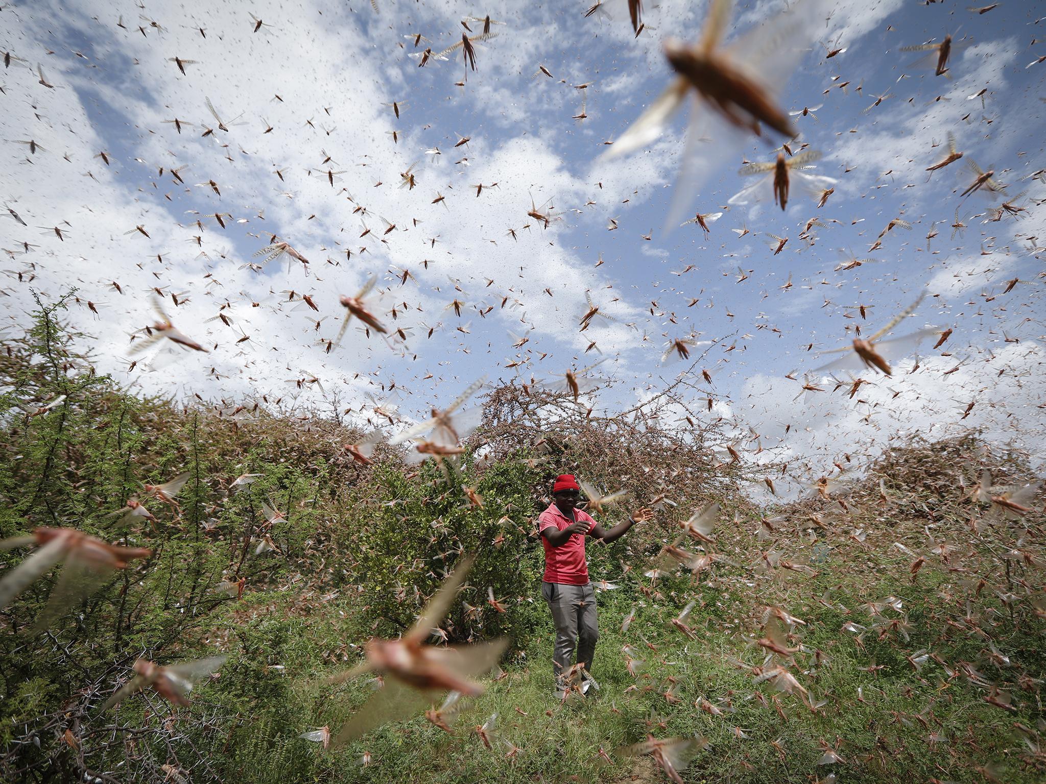 'Catastrophe': Huge locust swarm triggers dire warning amid biggest ...