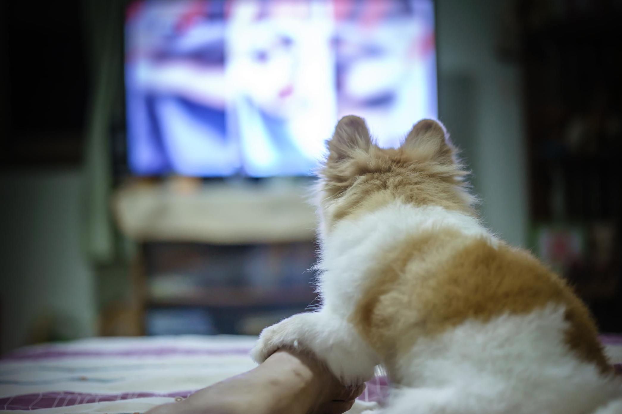 Cat TV on Amazon Prime is a library of videos and movies featuring critters (Getty/iStock)