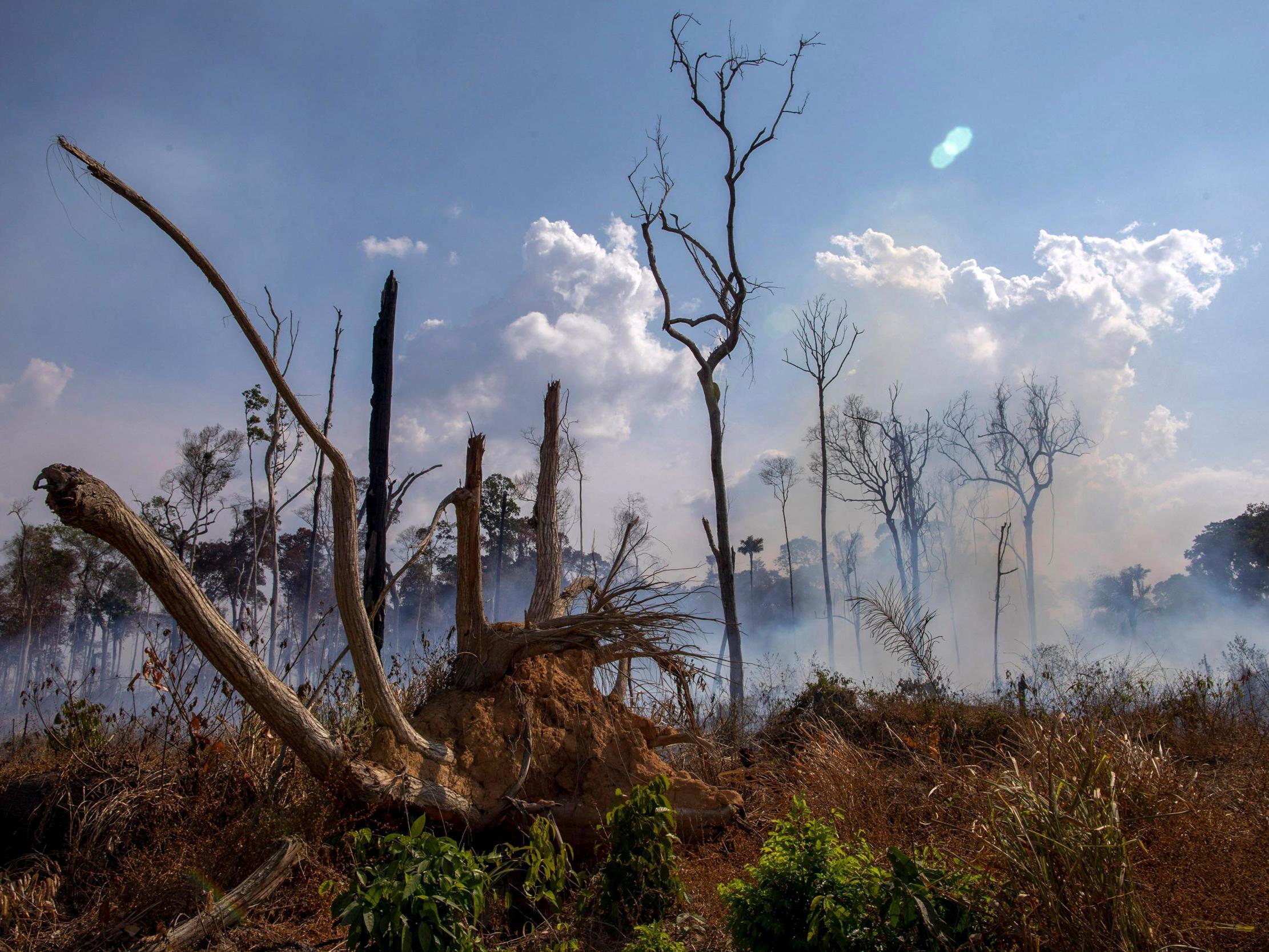 Tree loss in the Amazon is driven by demand for palm oil, beef, leather, timber, soya, pulp and paper