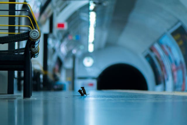 'Station squabble' by Sam Rowley, which shows mice inside a London Underground station