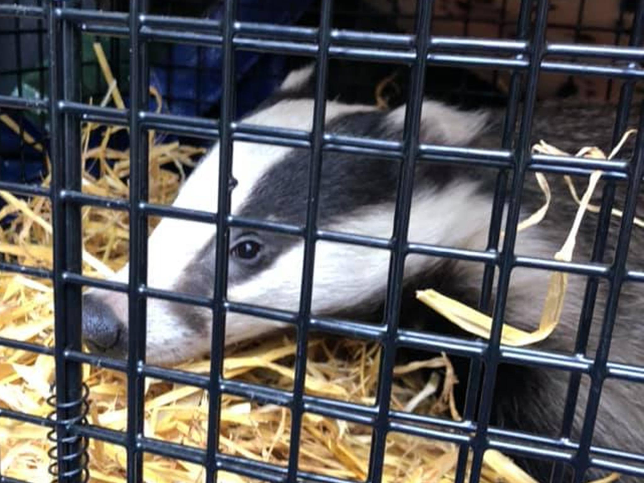 Young badger hid itself in shop and had to be saved by local badger welfare group