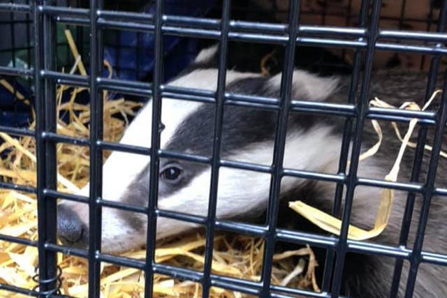 Young badger hid itself in shop and had to be saved by local badger welfare group