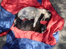 Pugs ‘cooked to death’ after being left in tent for hours on 34C day
