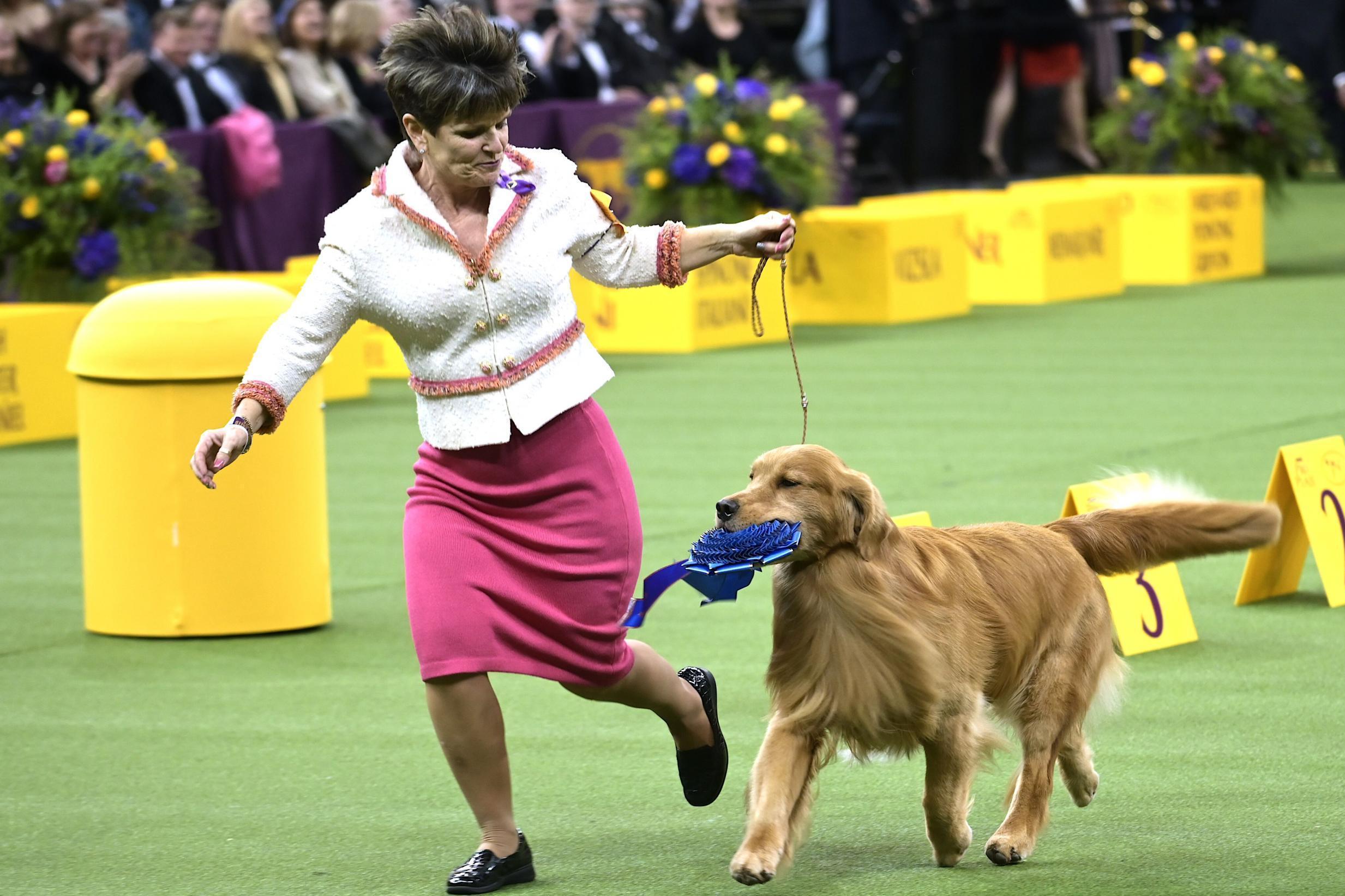 Daniel, a golden retriever, was a fan favourite at the dog show (Getty)