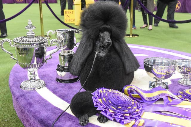 Best in Show winner Siba poses with her trophies at Westminster Dog Show (Getty)