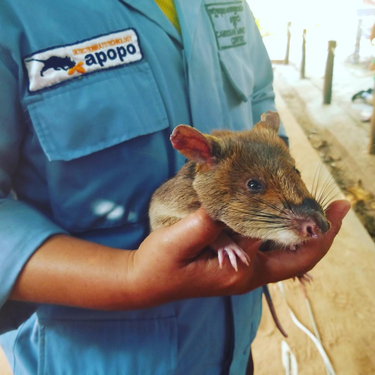 A hero rat at the Apopo visitor centre (Lynn Houghton)