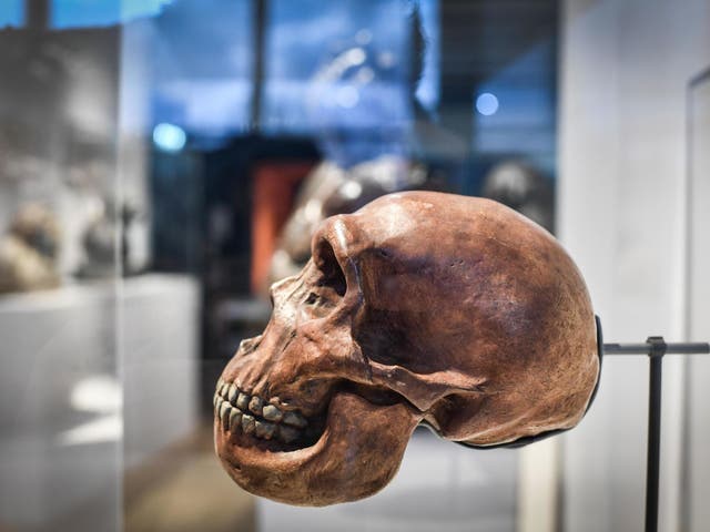 Unknown population diverged before Neanderthals - skull pictured here - and modern humans split