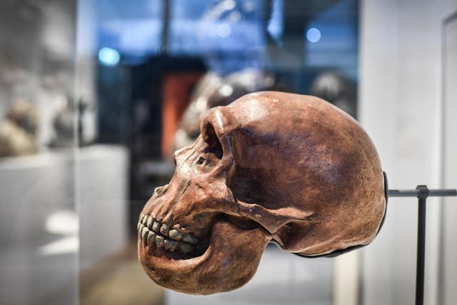 Unknown population diverged before Neanderthals - skull pictured here - and modern humans split