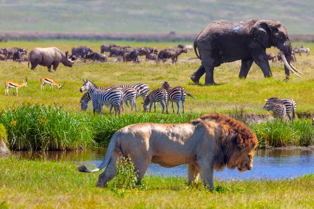 Rhino, springboks, zebra, elephant and lion in Serengeti National Park, Tanzania