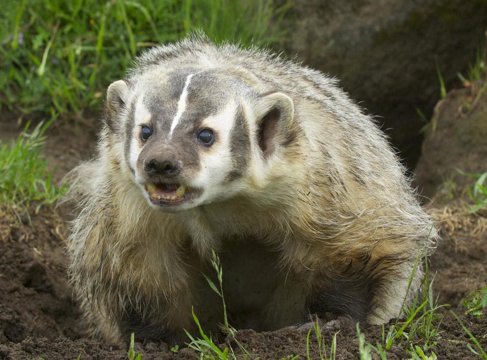 An American badger. The president had many questions.