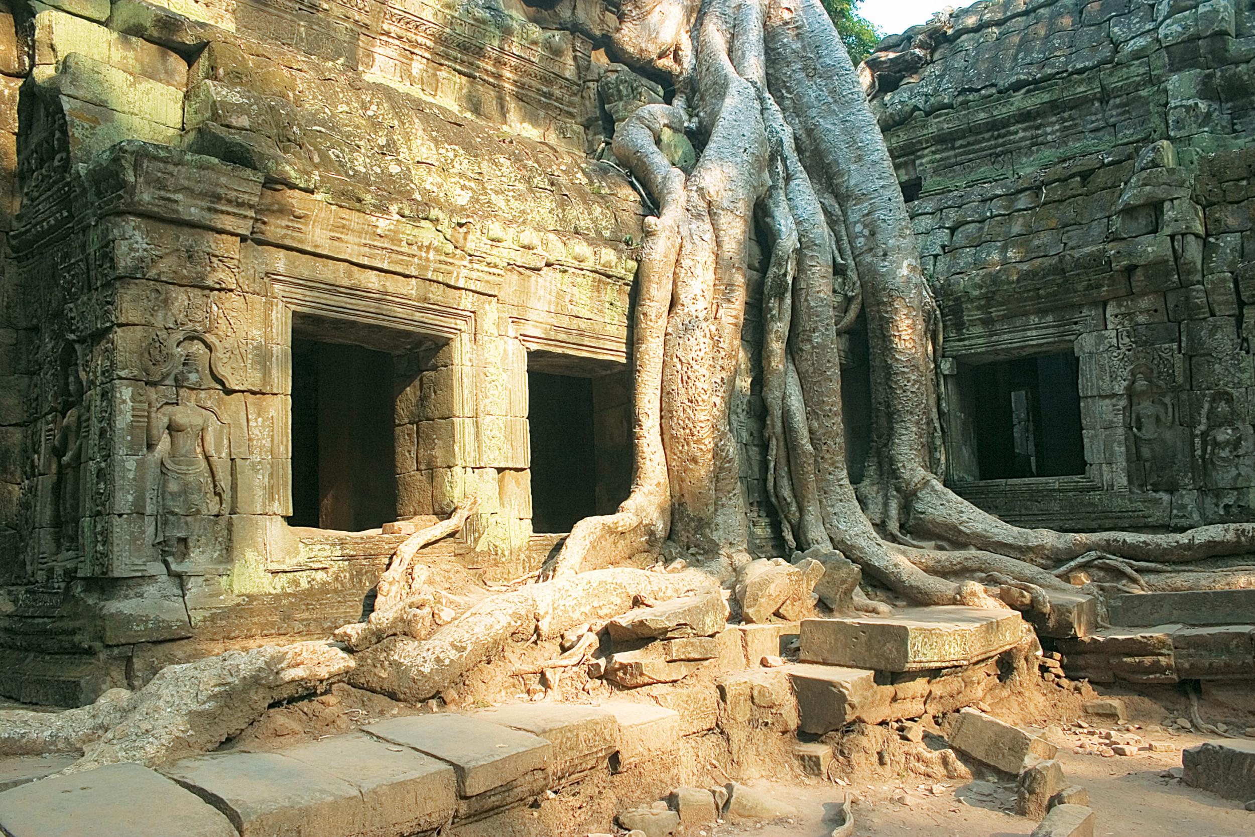 An overgrown temple at Siem Reap, where Apopo is based in Cambodia