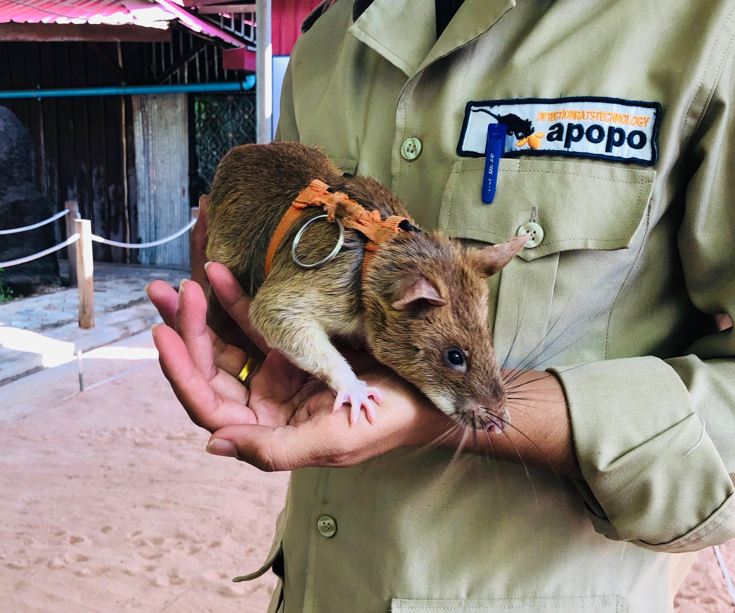 One of Apopo's 'hero rats' in northern Cambodia