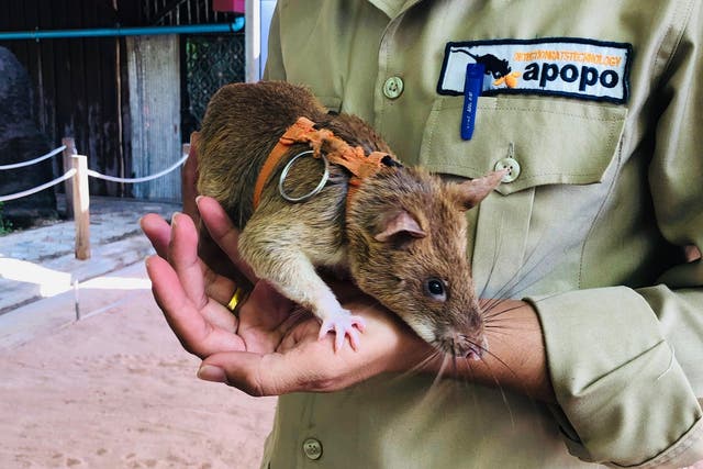 One of Apopo's 'hero rats' in northern Cambodia