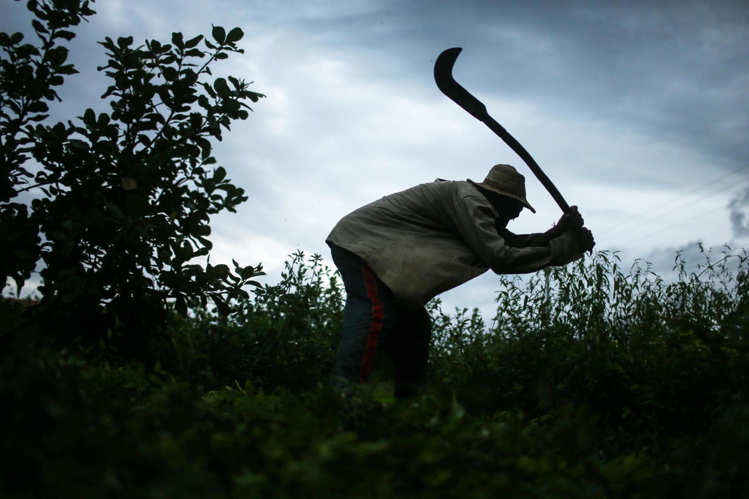 A former slave demonstrates how he clears brush with his sickle on the land he farms in Brazil (Getty)