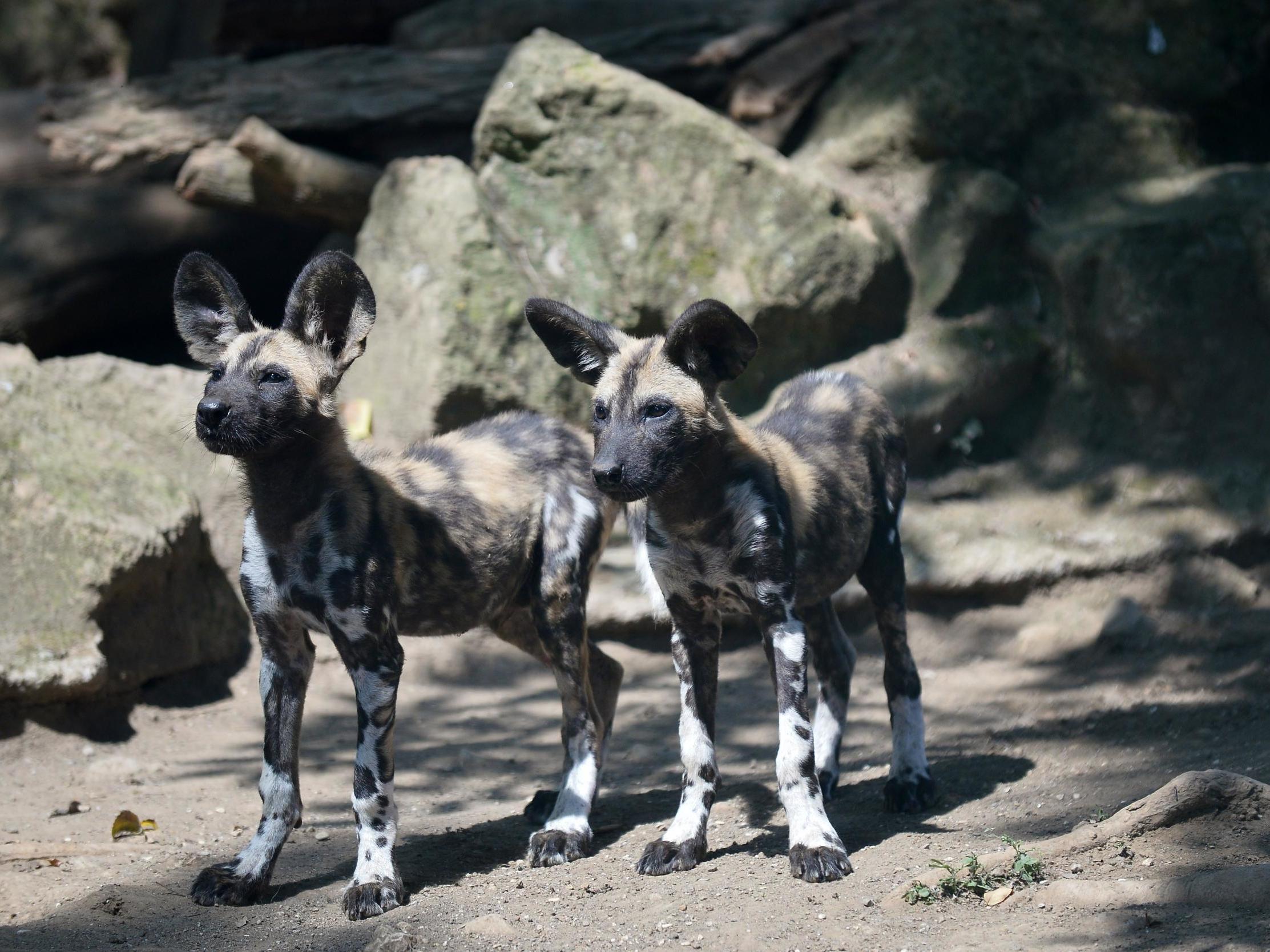 Wild dogs kill 16 animals at UK safari park after escaping through damaged gate