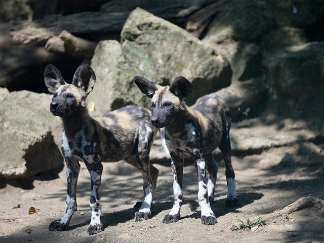 The African wild dog is one of the world’s most endangered mammals