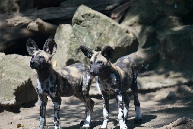 The African wild dog is one of the world’s most endangered mammals