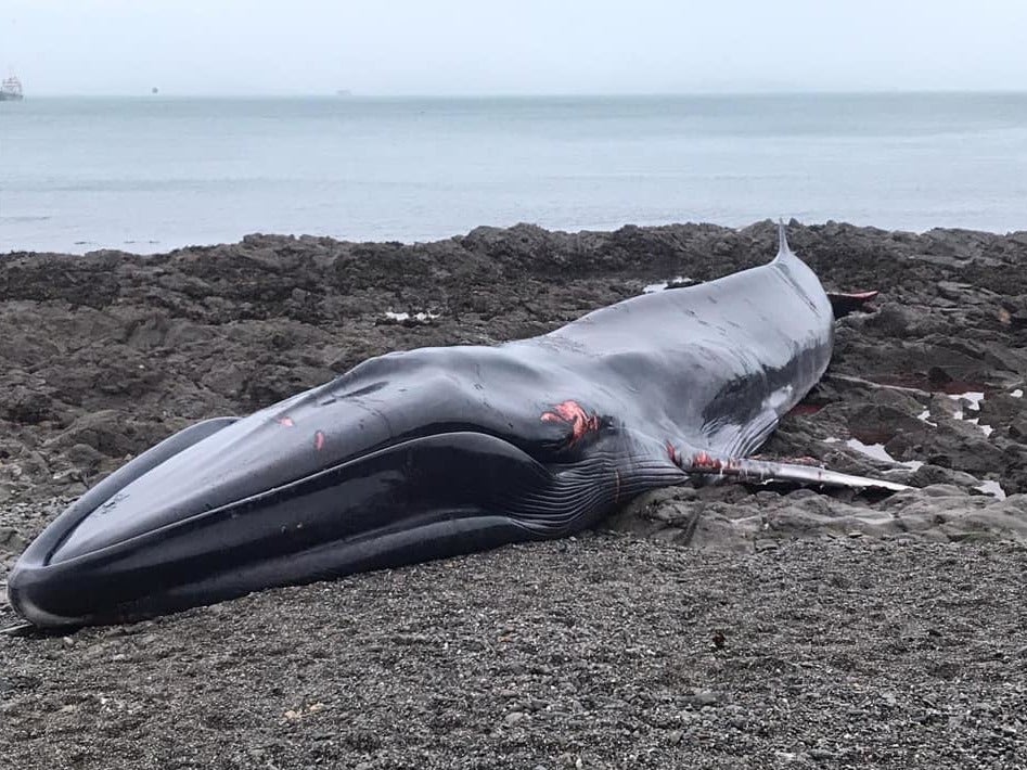 The fin whale also gave signs it had not eaten for some time, the rescue group said