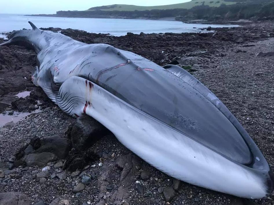 The fin whale was found stranded on a Cornwall beach on Friday and later died