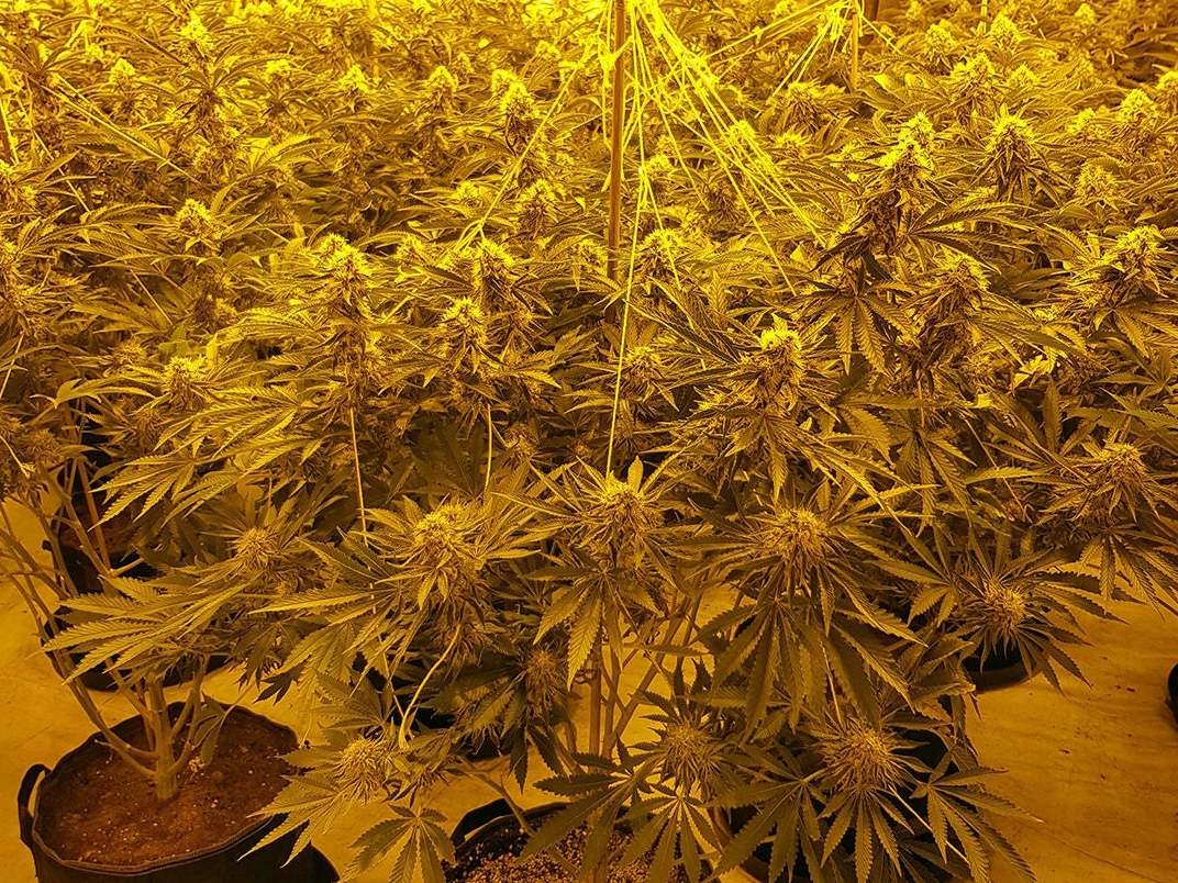 Some of the 1,400 cannabis plants that have been seized by police after a series of raids in Sussex over the first two weeks of February