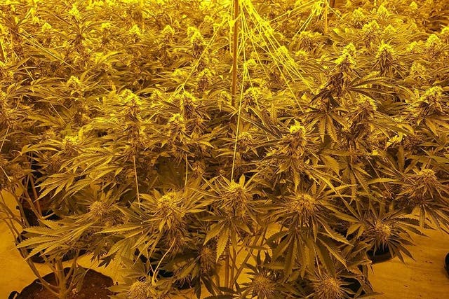 Some of the 1,400 cannabis plants that have been seized by police after a series of raids in Sussex over the first two weeks of February
