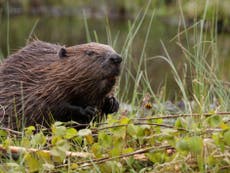 Beavers cut flood risks, clean rivers and boost wildlife, study finds