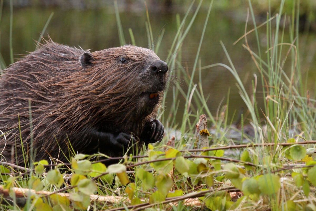 Beavers cut flood risks, clean rivers and boost wildlife, major study ...