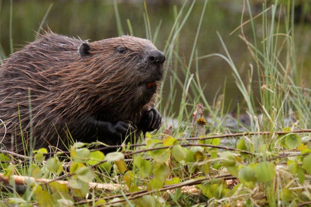 Beavers create perfect conditions for other species to thrive, as well as reducing impacts of flooding