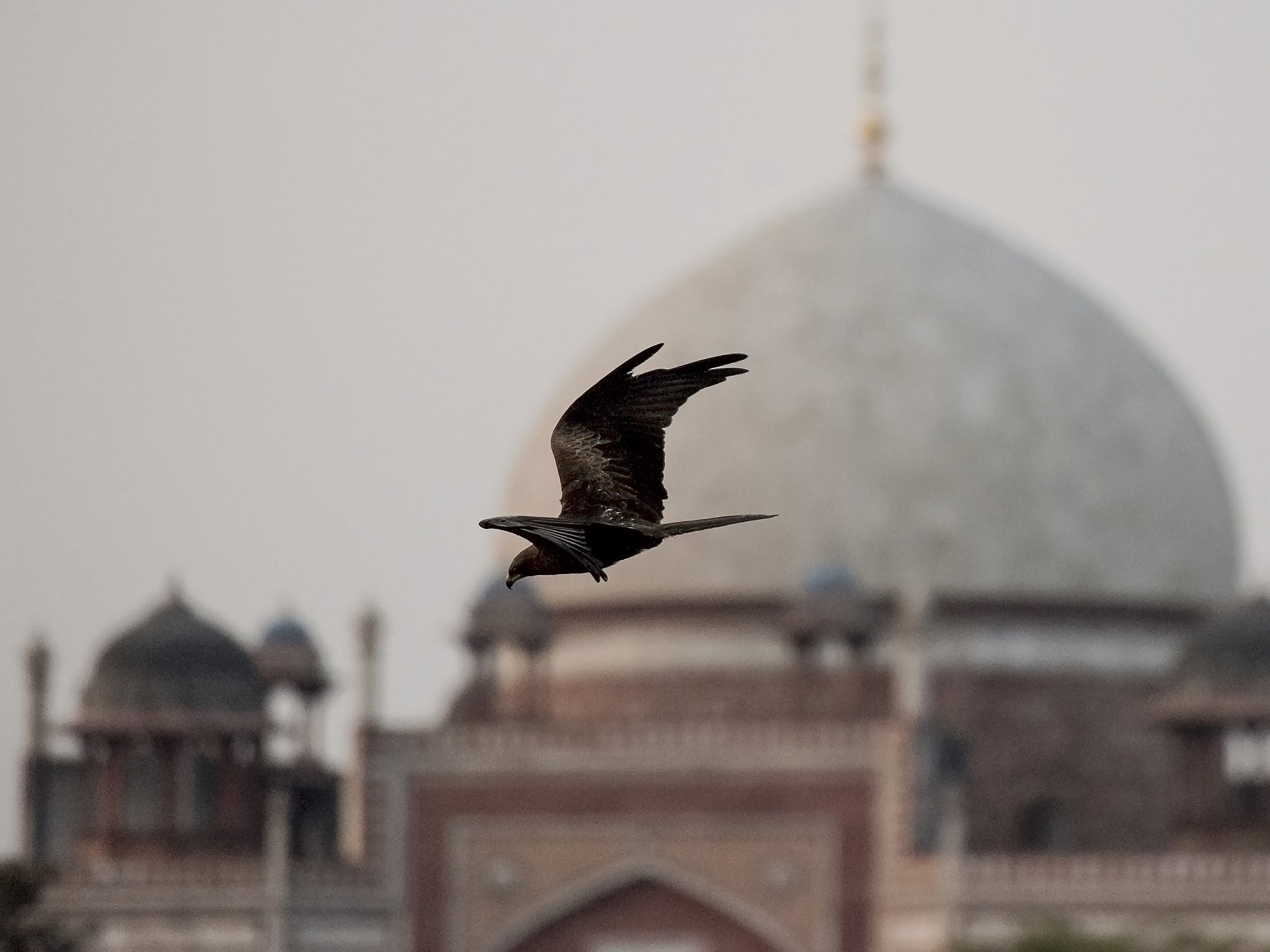 A black kite flies past Humayun’s Tomb in New Delhi