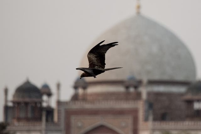 A black kite flies past Humayun’s Tomb in New Delhi