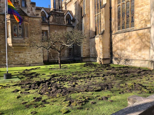 Trinity College lawn in Cambridge after Extinction Rebellion activists dug it up in an environmental protest