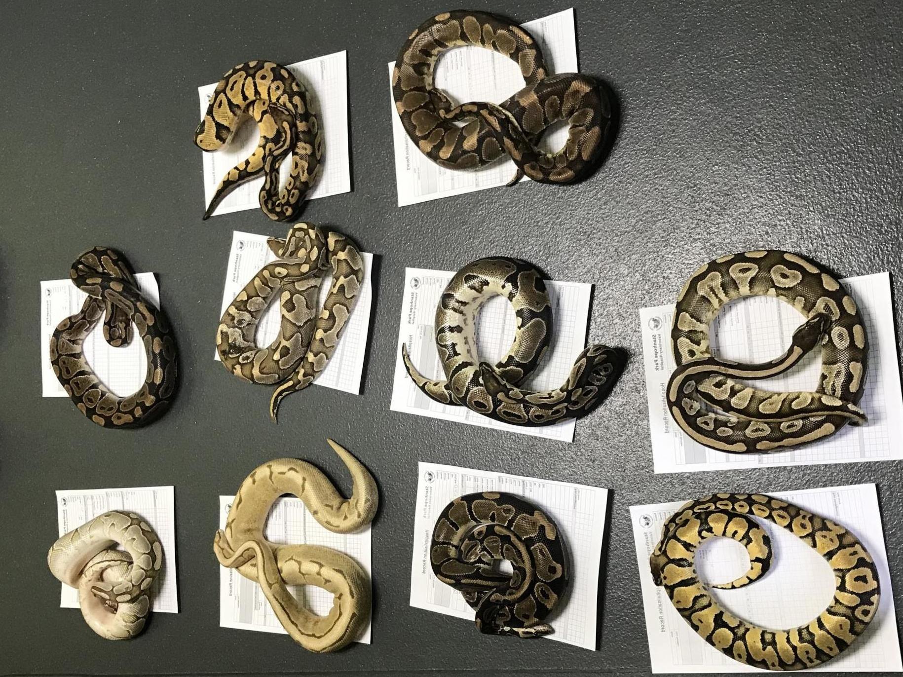 The snakes were found abandoned in pillowcases outside Farringdon fire station in Sunderland