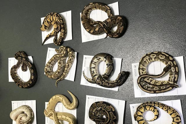 The snakes were found abandoned in pillowcases outside Farringdon fire station in Sunderland